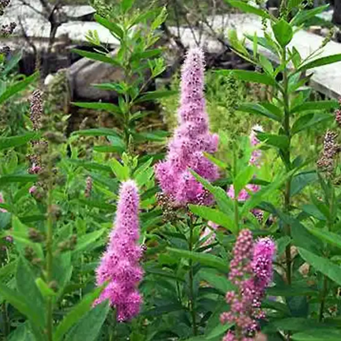 天然植物異黃酮 20%、40%、8% 紅三葉草提取物（HPLC）