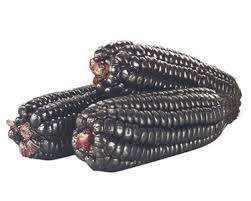 工厂供应良好的价格紫色玉米粉 /紫色玉米提取粉末花青素