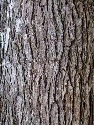 工廠供應批發價格榆樹樹皮提取物濕滑的榆樹樹皮粉